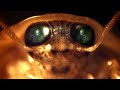 Crumb The Bug Official Video