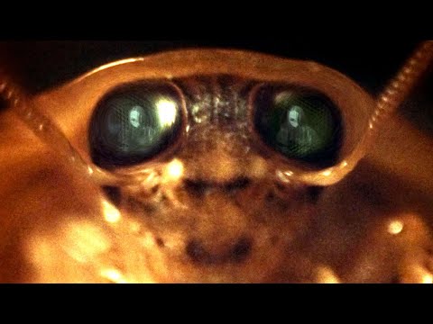 Video thumbnail for The Bug