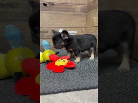 Video 3