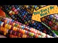 The Best 27 Multi Colored Corn Edible