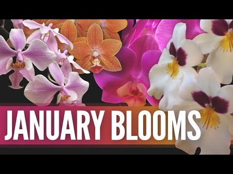 Growing Orchids at the Windowsill (mostly Phalaenopsis)