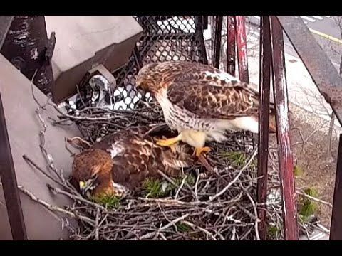 "Get up, it's my turn!" Cornell Red-tailed Hawks. 23 March 2022