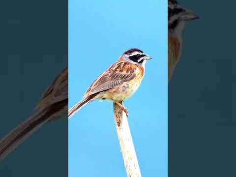 ウィーホオジロについて詳しく解説