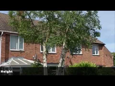 Silver Birch Tree Cut Back & Shortened