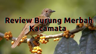 Download lagu Review Burung Merbah Kacamata mp3