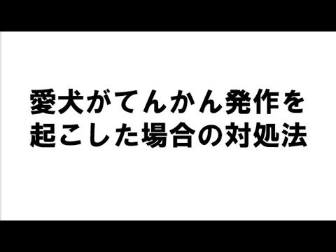犬のてんかん - てんかん発作に直面した場合はどうすればよいですか?