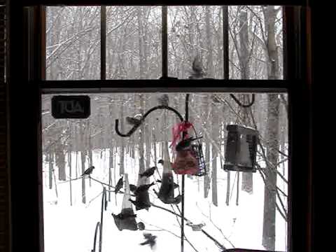 Birds at feeder on snowy day