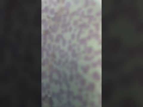 jardin-sec-plantes-cailloux-vivaces-fleurs-bleues