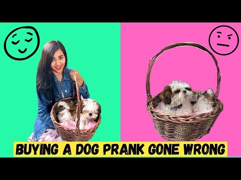 Buying New DOG PRANK on HER (Emotional)