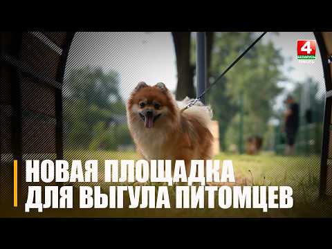 Новая площадка для выгула и дрессировки собак появилась в Гомеле