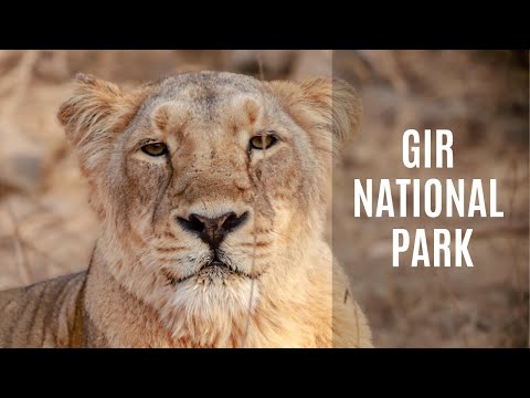 Gir National Park | The Last Asiatic Lions on Earth | Breathtaking Indian Wildlife