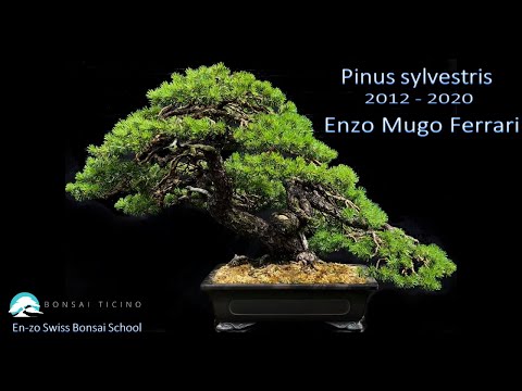 Pinus sylvestris bonsai by Enzo Mugo Ferrari
