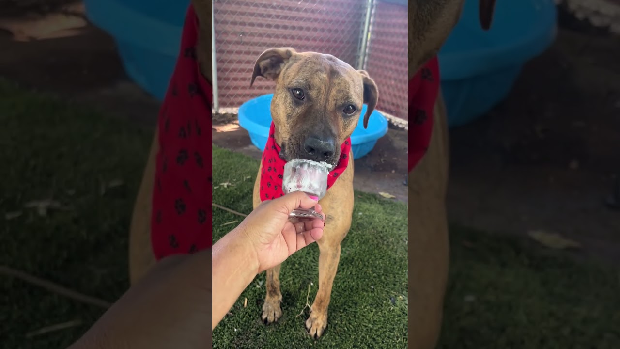 Mellie Mel, a Adoptable mixed breed in Austin, TX video 6/6