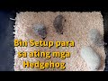 Tamang Paglilinis ng Bin ng mga alaga nating hedgehog at Tamang Setup nito
