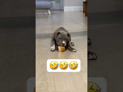 🤣🤣🥵 #humor #videosgraciosos #videosvirales #risas #viralshort #pets #dog
