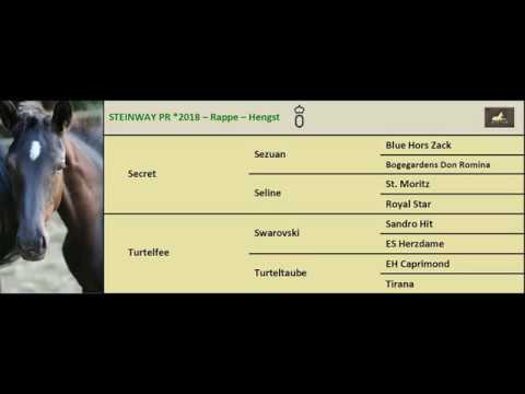 Steinway - Hengst v. Secret x Swarovski x Caprimond, geb. 2018