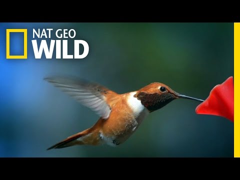This is Hummingbird Heaven | United States of Animals