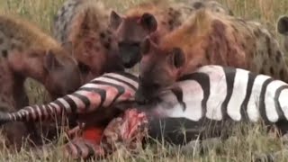 Zebra and Lion under Attack: Hyenas' Brutal Predation