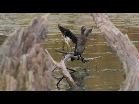 Krka Wild Nature - Birds