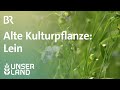 Alte Kulturpflanze: Lein in Bayern | Unser Land | BR Fernsehen