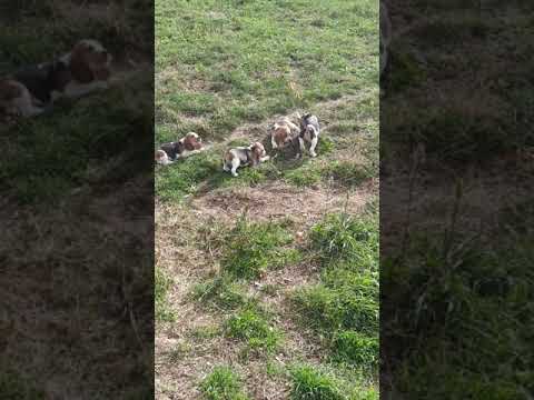 Paul der Beagle gibt das Kommando