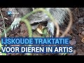 Dieren in Artis genieten in bloedhitte van verkoelende snack