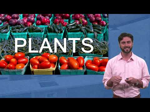 Nutrition Basics