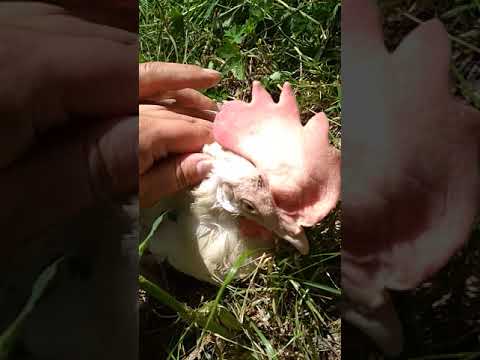 Возраст Курицы Фото