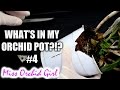 What's in my Orchid pot?!? #4 | Searching for Nemo What's in my Orchid pot?!? #4 | Searching for Nemo
