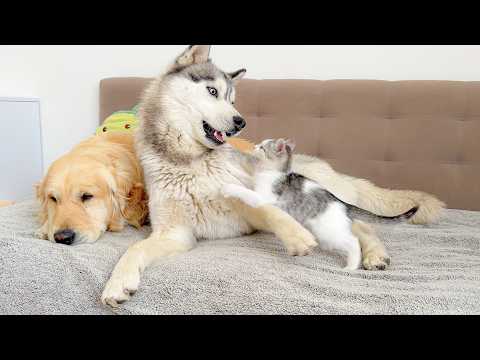 YouTube 썸네일