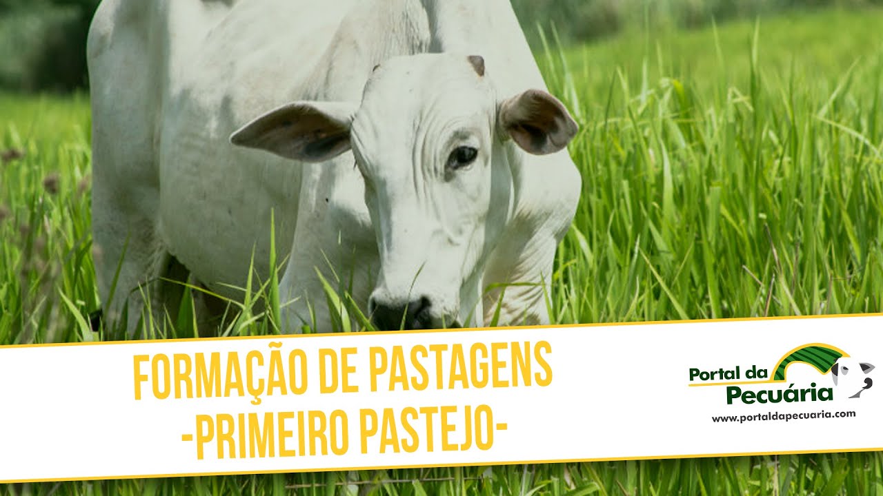 Formação de pastagens - Primeiro pastejo