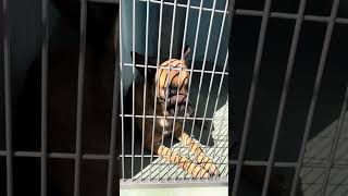 Video preview image #1 Mutt Puppy For Sale in Pasadena, CA, USA