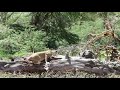 The Cape Buffalo Is Not An Easy Or Safe Kill For Lions As Seen On A Tanzania Safari In Africa