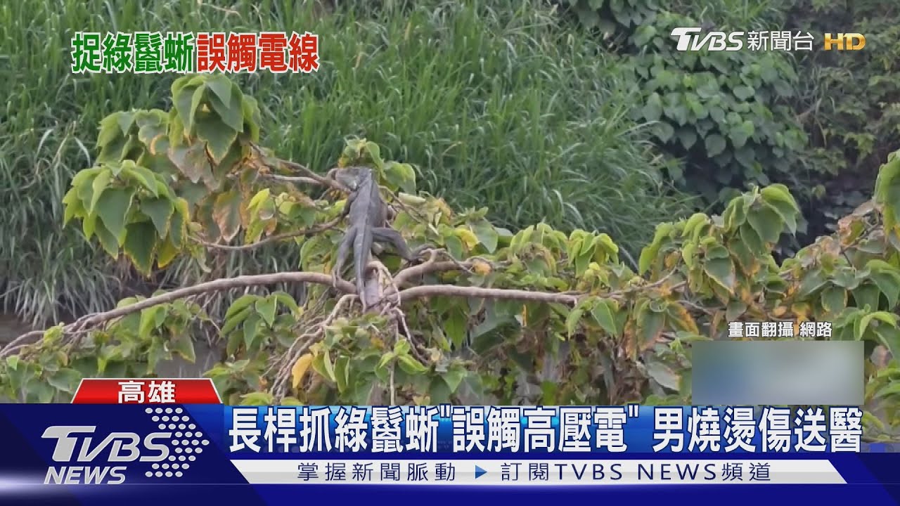 有片/高雄男捕綠鬣蜥慘遭電擊!「整個人燒起來」畫面驚悚曝光