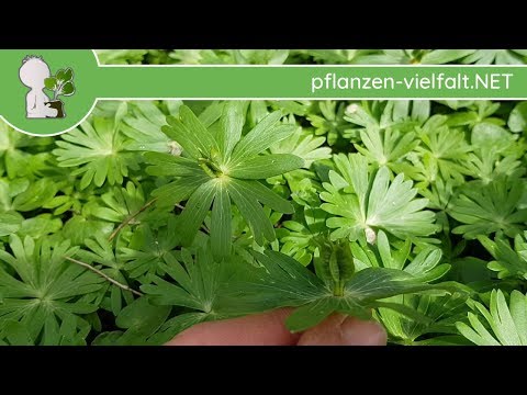 Winterling - Unreife Früchte - 05.04.18 (Eranthis hyemalis) - Wildpflanzen-Bestimmung