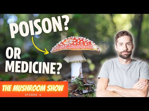 Unlocking The Secrets Of The World's Most Iconic Mushroom: Amanita Muscaria (The Mushroom Show EP 6)