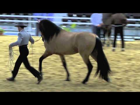 Buckskin Stallion videos