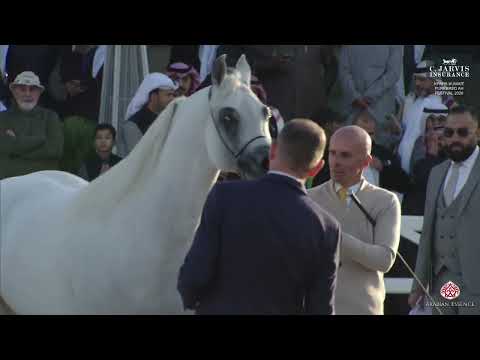 N.197 SUNDOWN K.A - KPAHS Kuwait Purebred AH Festival 2026 - Senior Stallions B (Class 6B)