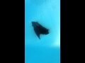 Swimming Bat