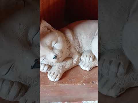 #sanmiguel parece gato real ?# #nueva Guadalupe sanmiguel#