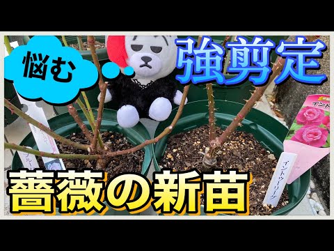 ブルーベルは剪定したほうがいいでしょうか？将来美しい花を咲かせるためにどのように世話をすればよいですか？  庭園