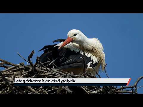 Híradó – 2026.03.11. – Szerda