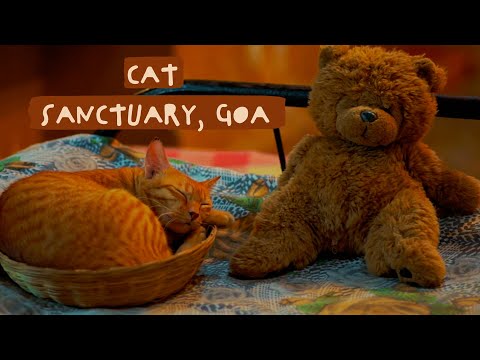 Cat Sanctuary - (Documentary) - My RØDE Reel 2020