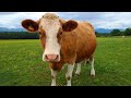 The Cow Spoke
