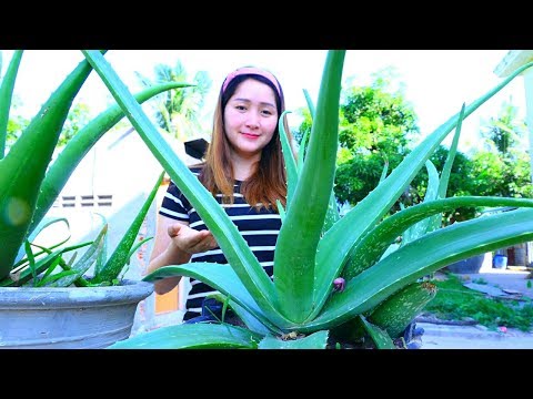 Yummy Aloe Vera Jelly Cooking - Aloe Vera Jelly - Cooking With Sros Video