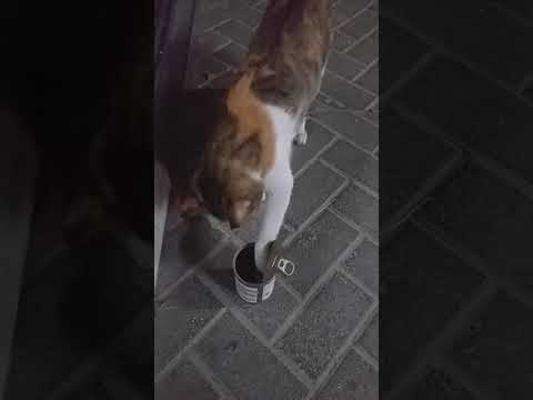 see Cats how they try to eat their foods .  Balkrishna Adhikari