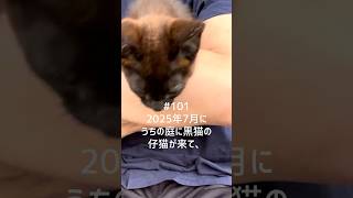【猫動画】保護した猫と先住猫日常🐈‍⬛かわいいし癒し #保護猫 #子猫 #ねこのいる生活