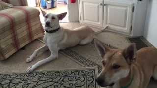 American Dingo Keeka and Rocco Carolina Dogs sitting in place for treats