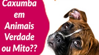 Caxumba em Animais, Verdade ou Mito?