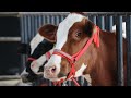 AYRSHIRE COW WITH WWS BASE RED FEMALE CALF 95924 54093